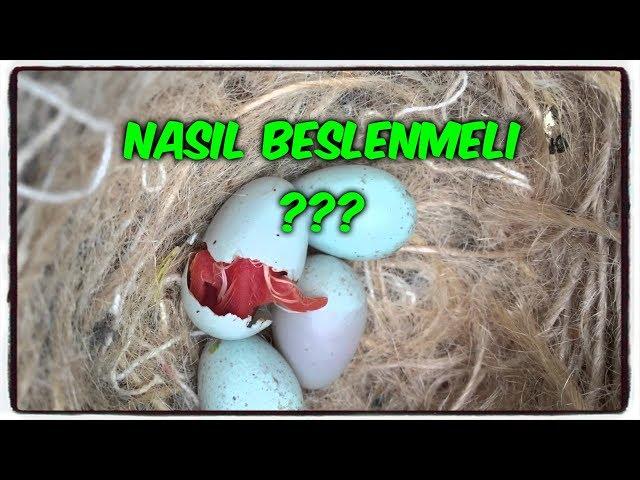 YAVRU BAKAN ANNE-BABA KUŞLAR NASIL BESLENMELİDİR?