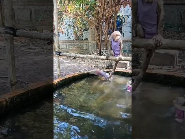 Baby monkey playing in the water #monkeydluffy #monkeysr #monkeychallenge #babymonkey #monkeyvideo