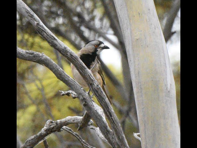 My (not-So) Big Birding Year - I am officially underway