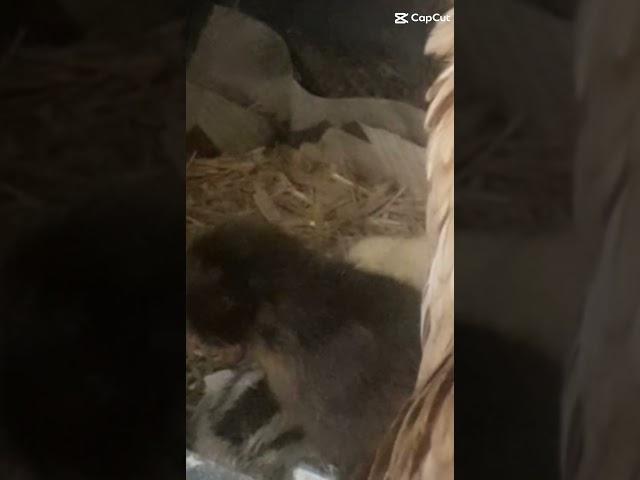 HEN CHICKS #SHORTS |AFAQ BUKHARI