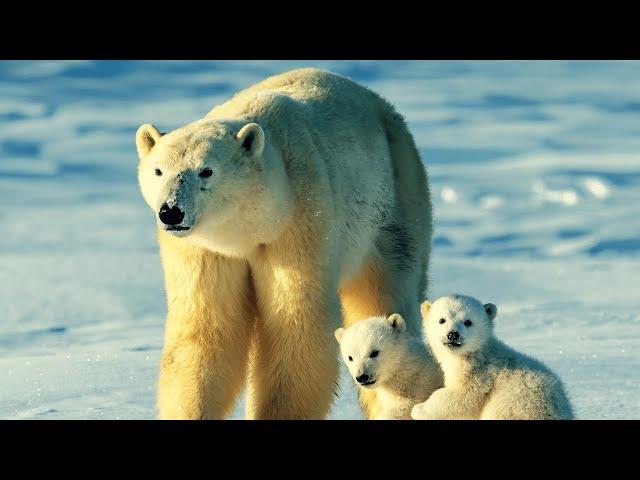 # 1 Polar Bears Videos in the world,  Arctic Ocean,  Relaxing -Music, Iceland, POLAR BEARS, sleeping