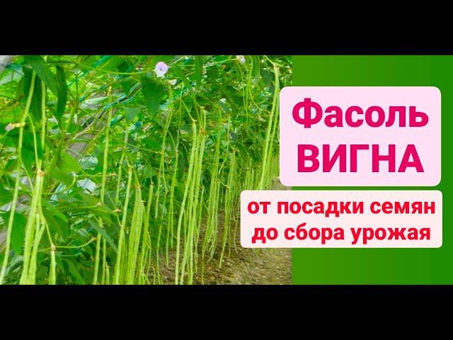 ФАСОЛЬ ВИГНА! Как вырастить? От посадки семян до сбора урожая! Дача Удачи