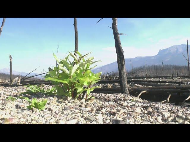 Parts of Jasper National Park growing back after devastating wildfire