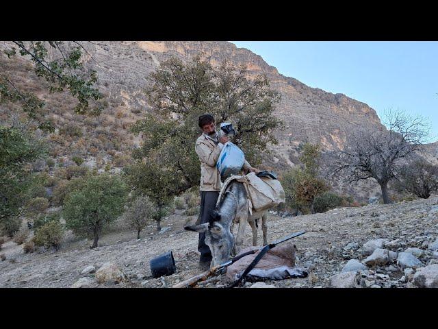 Jahangir's trip to the mountains: searching for oaks to store sheep