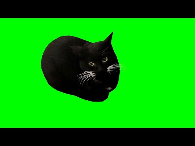 Maxwell The Cat Dancing Green Screen | 4K 60 FPS