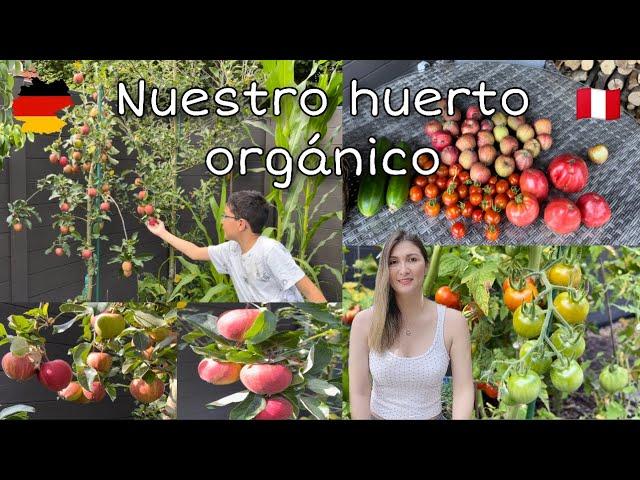 Transformé mi jardín en un huerto casero