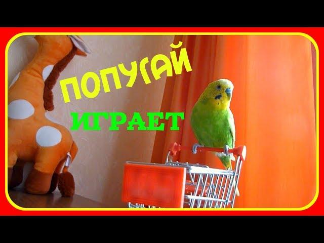 КАК ПОПУГАЙ ВЕСЕЛО ИГРАЕТ//ИГРУШКИ ДЛЯ ПОПУГАЯ//ВЕСЕЛЫЙ И СМЕШНОЙ ВОЛНИСТЫЙ ПОПУГАЙ