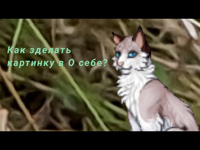 Как сделать о себе в catwar?