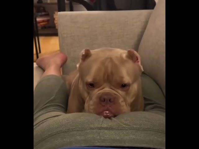 Dog Gets Pranked: Try Not to Laugh at These Hilarious Fart Reactions 