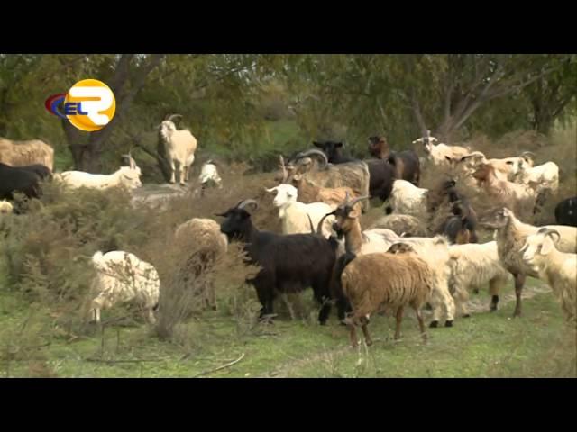 “Keçi al, səni kasıbçılıqdan qurtarsın”