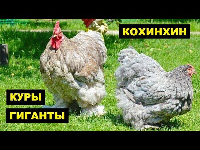 Разведение кур породы Кохинхин как бизнес идея | Куры Кохинхин