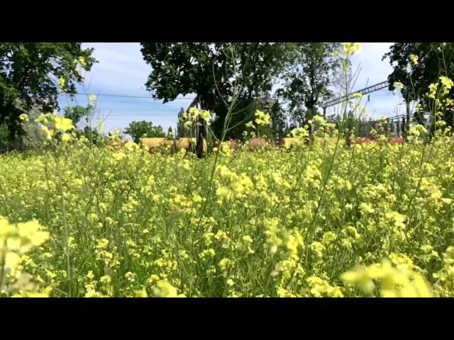 iPhone 6s slow motion video 720p 240fps