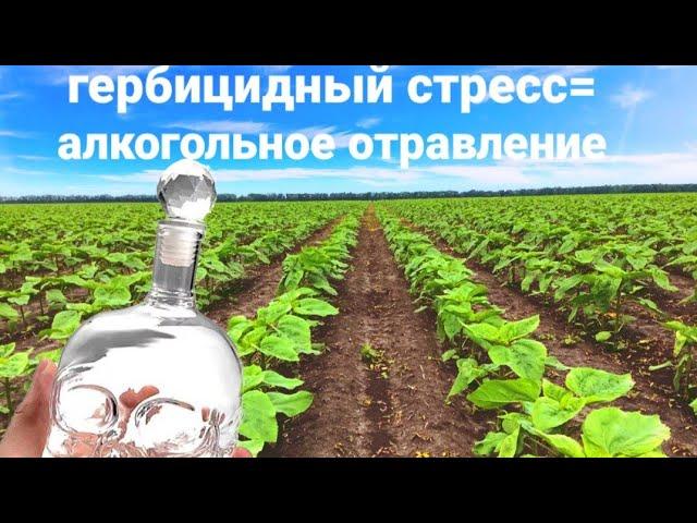 Подсолнечник-гербицидный стресс нужен или нет?