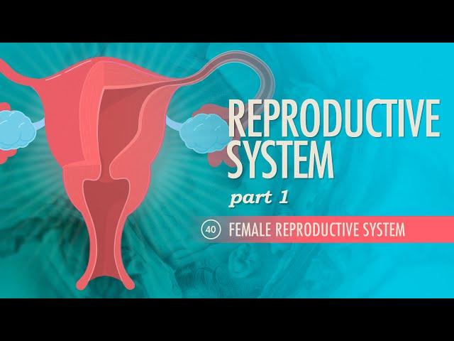 Reproductive System, Part 1 - Female Reproductive System: Crash Course Anatomy & Physiology #40