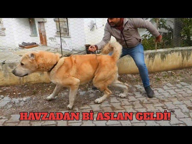 TÜRK ÇOBAN KÖPEĞİ ŞAMPİYONUNU HAVZADAN GETİRDİM-YENİ KÖPEĞİM TARÇIN (200 BİN LİRA VERDİLER VERMEDİM)