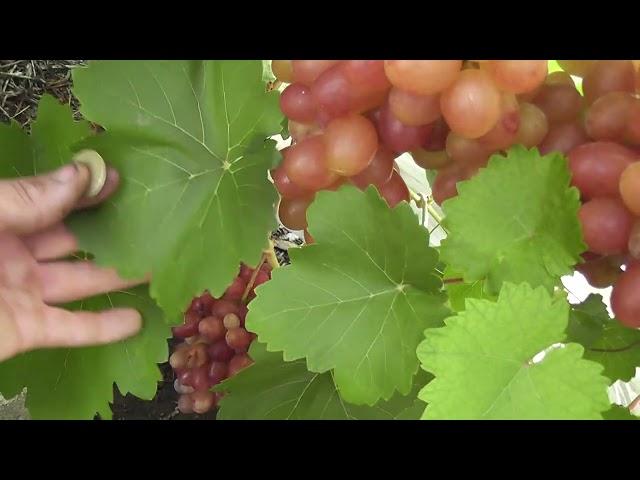 Сорт винограду "Подарок Никополю" - сезон 2022 # Grape variety "Podarok Nykopoliu" - season 2022