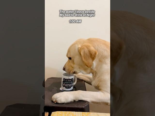 We really Share everything  @yuvimicky #dog #labrador #pets