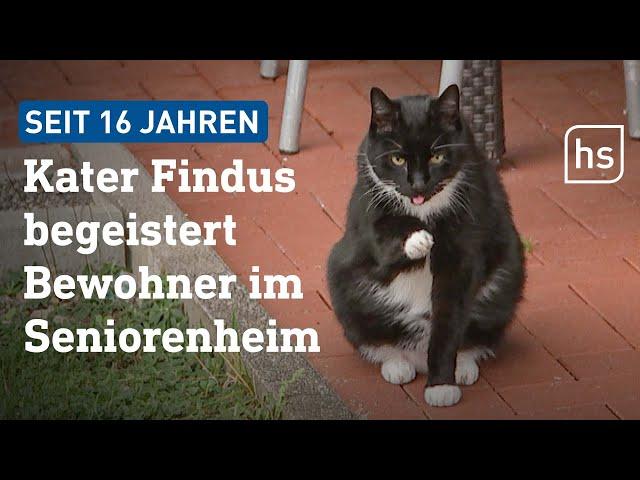 Diese Katze kommt immer wieder zurück ins Seniorenheim | hessenschau