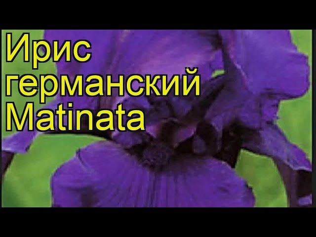 Ирис германский Матината. Краткий обзор, описание характеристик iris germanica Matinata