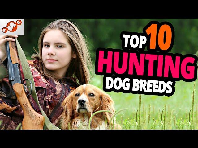  Hunting Dogs – TOP 10 Best Hunting Dog Breeds In The World!