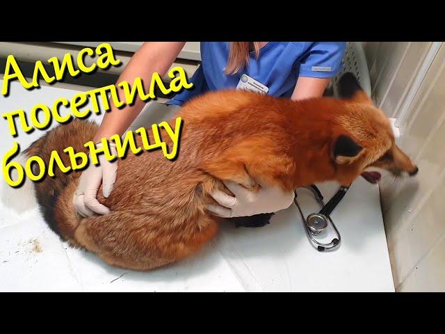 Алиса лиса. Вернулась из клиники домой (Returned home from the clinic).