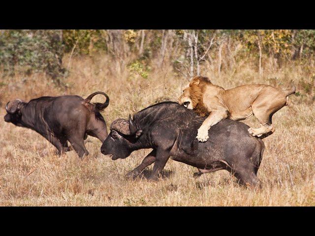 The Ultimate Apex Predators Of The African Wilderness