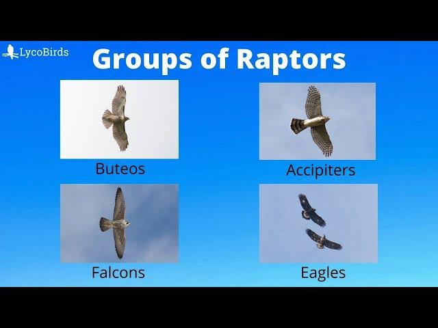 Buteo vs Accipiter vs... : How to Identify the Major Groups of Hawks and Raptors for Hawkwatching