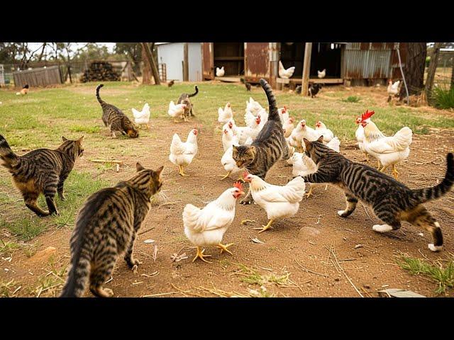 How Australian Farmers Deal With Millions Of Invasive Feral Cats