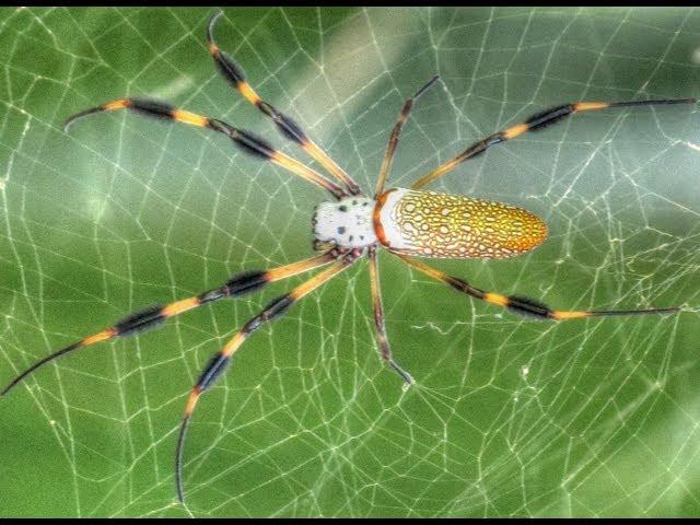 Golden Silk Orb Weaver Spider