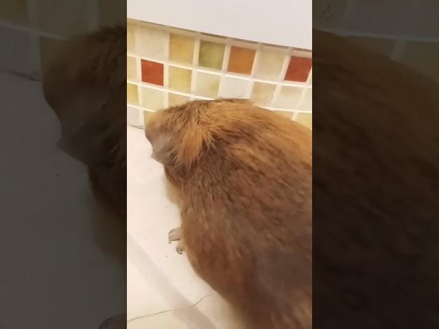 мем с Коржиком