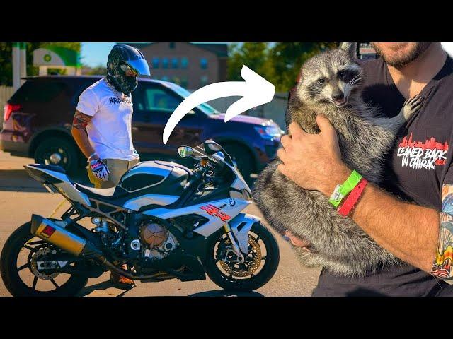 Kawi the Raccoon's Last Ride with Me...