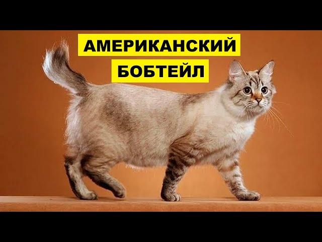 Кошка Американский бобтейл плюсы и минусы породы | Породы кошек | Порода кошек Американский бобтейл