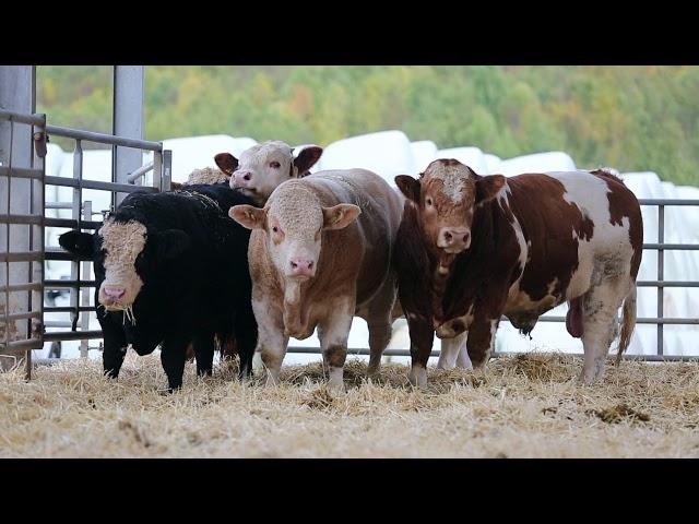 Simmental - Bull Beef