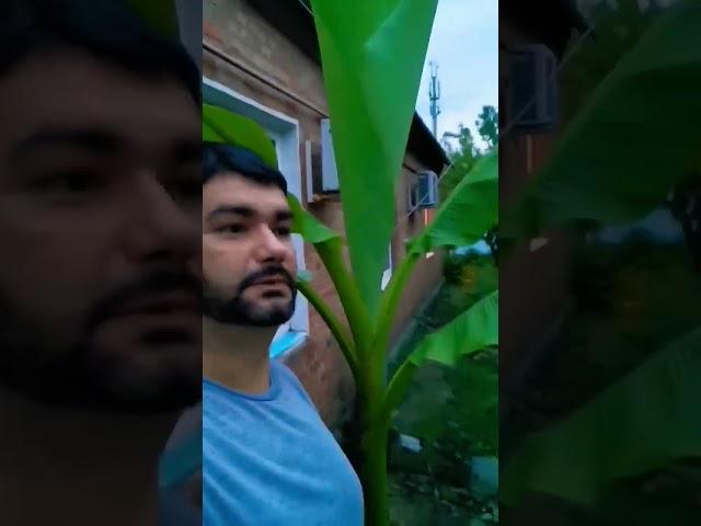 Банановая пальма растёт Ростовской области
