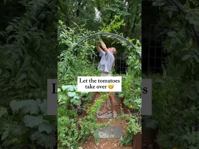 The secret to growing more is planting more! Here’s how to grow more on a trellis #garden #tomato