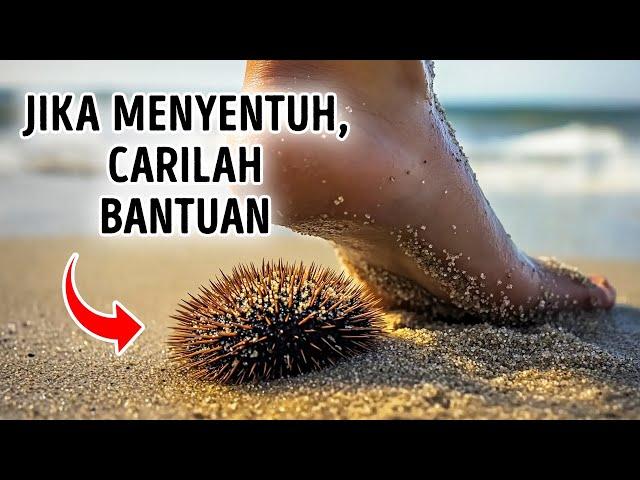 Fakta Aneh Tentang Hewan Laut yang Bersembunyi di Bawah Air