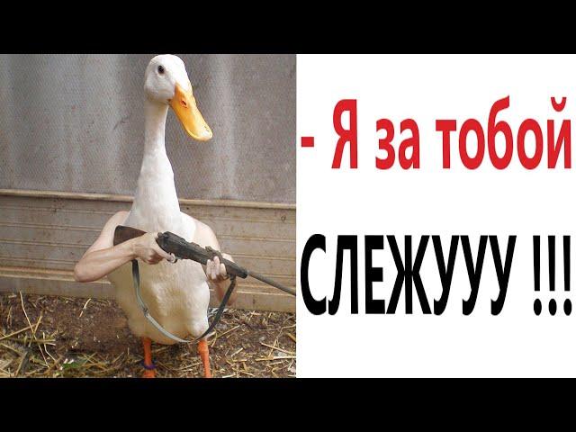 Приколы! ГУСЬ 99 УРОВНЯ! МЕМЫ - АНИМАЦИЯ! – Смешные видео от Доми шоу