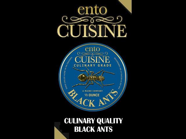 EntoCuisine | Culinary Quality Black Ants | Edible Insects