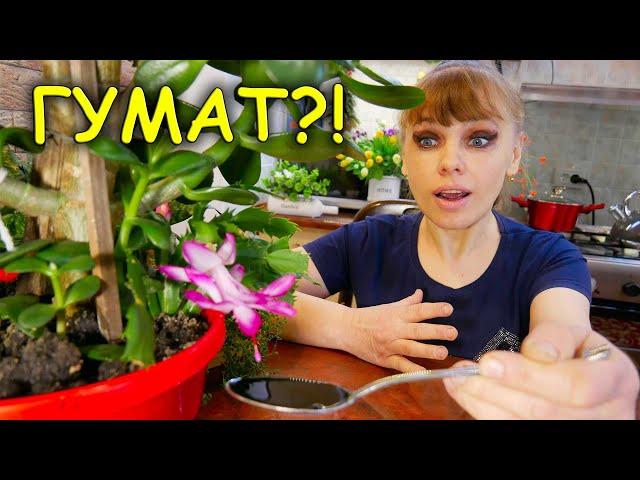 ЛУЧШАЯ ПОДКОРМКА ДЛЯ ДОМАШНИХ ЦВЕТОВ - ГУМАТ КАЛИЯ!