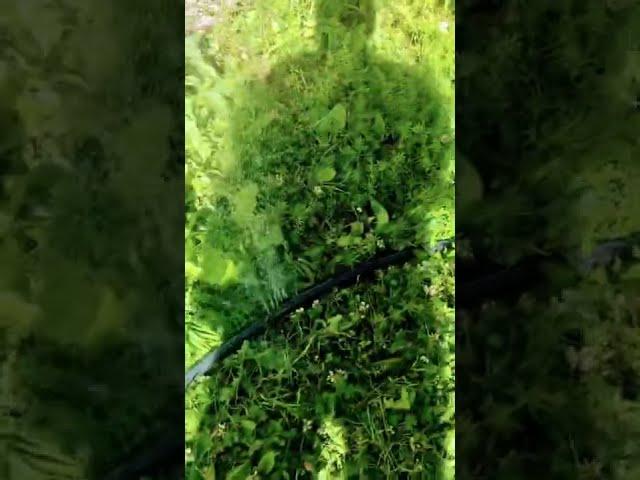 Тайна исчезновения дождевой воды из бака раскрыта!