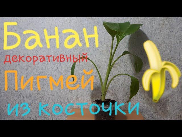 Комнатные растения. Банан декоративный Пигмей Гавриш. Пересадка перевалкой, грунт, полив, освещение.