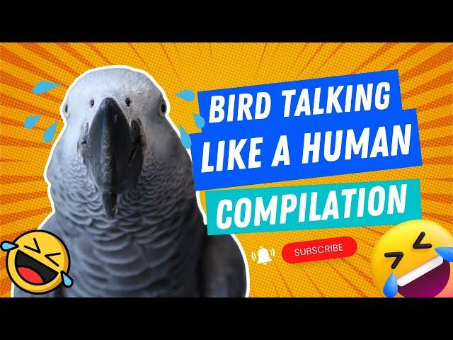 Bird Talking Like A Human Compilation #1 | Gizmo the Grey Bird