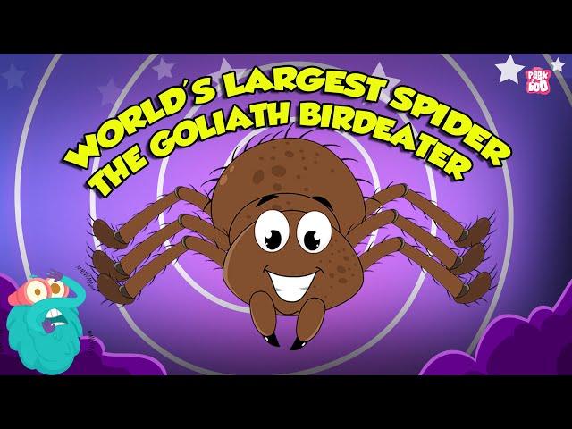 Largest Tarantula Spider in the World - The Goliath Birdeater | The Biggest Spider | Dr. Binocs Show