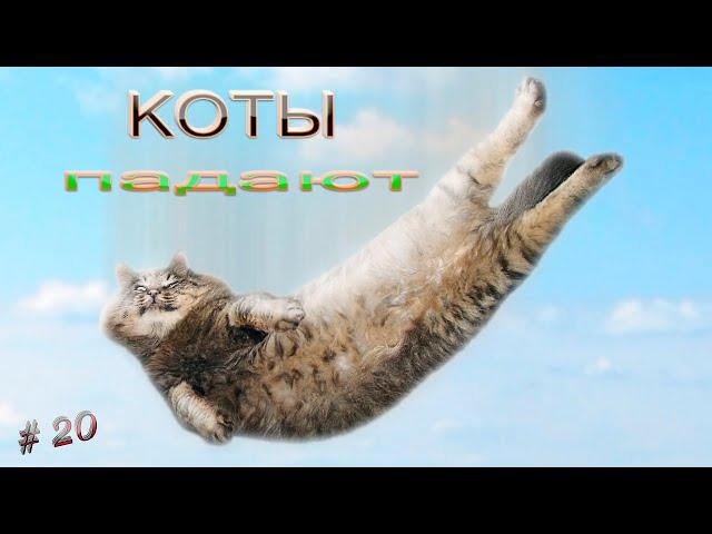 Подборка видео приколов выпуск 20.КОТЫ ПАДАЮТ. Compilation funny videos 20.CATS ARE FALLING .