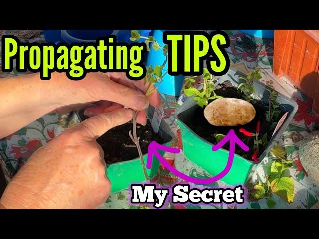 FREE PLANTS How to Propagate Right When Rooting Cuttings for Extra Vegetables & Flowers for a Garden