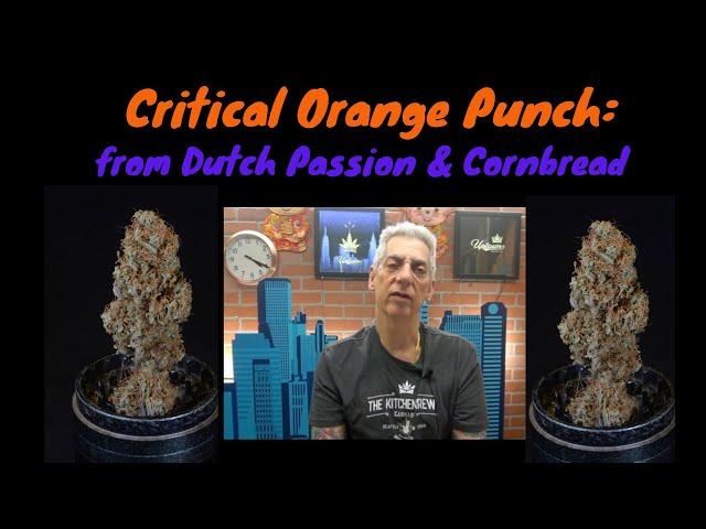 Critical Orange Punch from Dutch Passion Seed Company