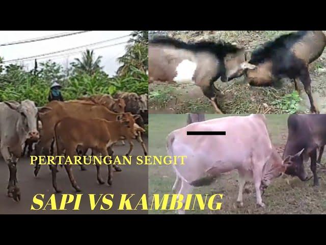 #Tawuran #Garutselatan.             Detik detik PERTARUNGAN SENGIT SAPI  VS  KAMBING