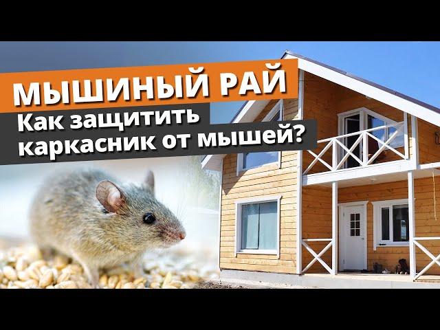 Каркасный дом — рай для мышей, тараканов и муравьев! / Как защитить дом?