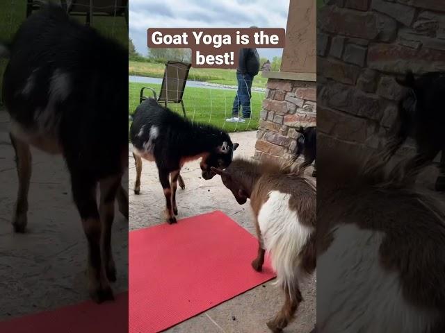 Goat Yoga is the best!   #goatyoga #yoga #goats #winery #events #fitness #Illinois