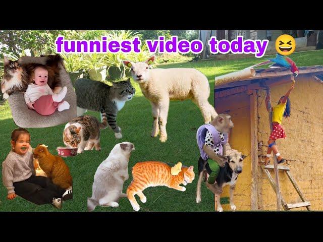 Funniest Cat and Human Fails!  Best Funny Cat Videos Compilation 2024